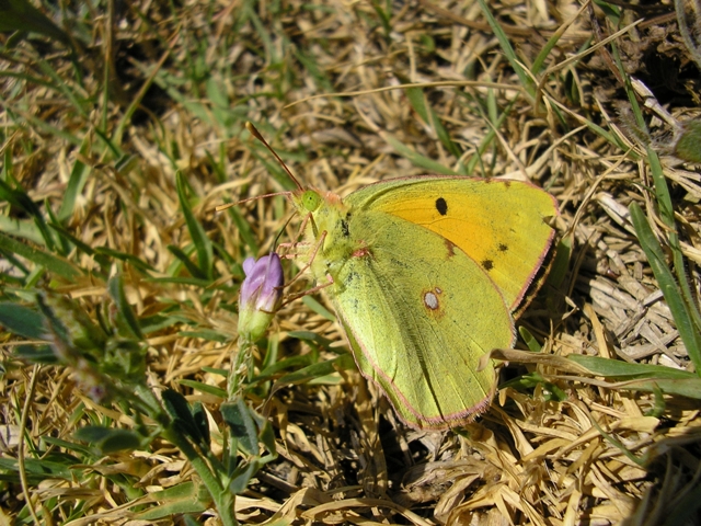 CelTxedes_023.JPG