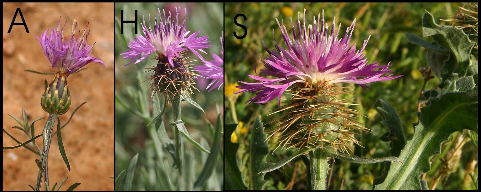 Centaurea%20aspera%20seridis%20hibrido2.jpg