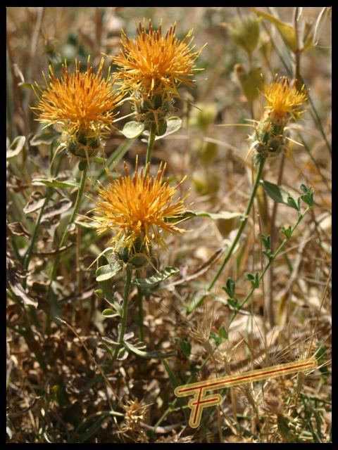 Centaurea%20collina%2001.jpg