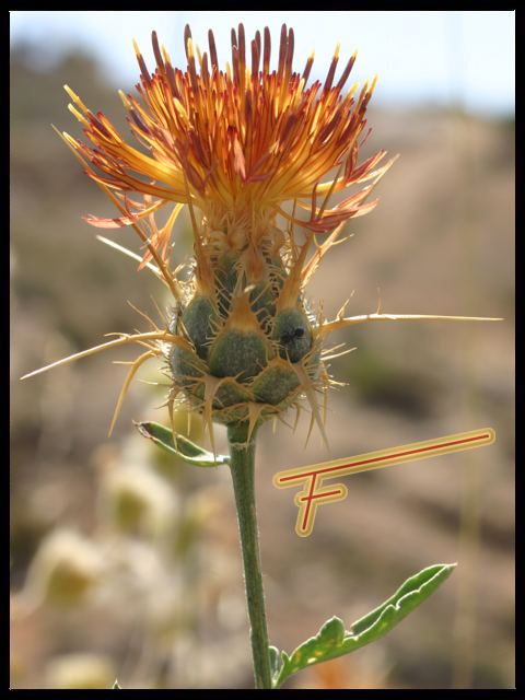 Centaurea%20collina%2002.jpg