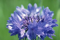 Centaurea%20cyanus.jpg