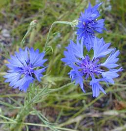 centaurea-cyanus.jpg