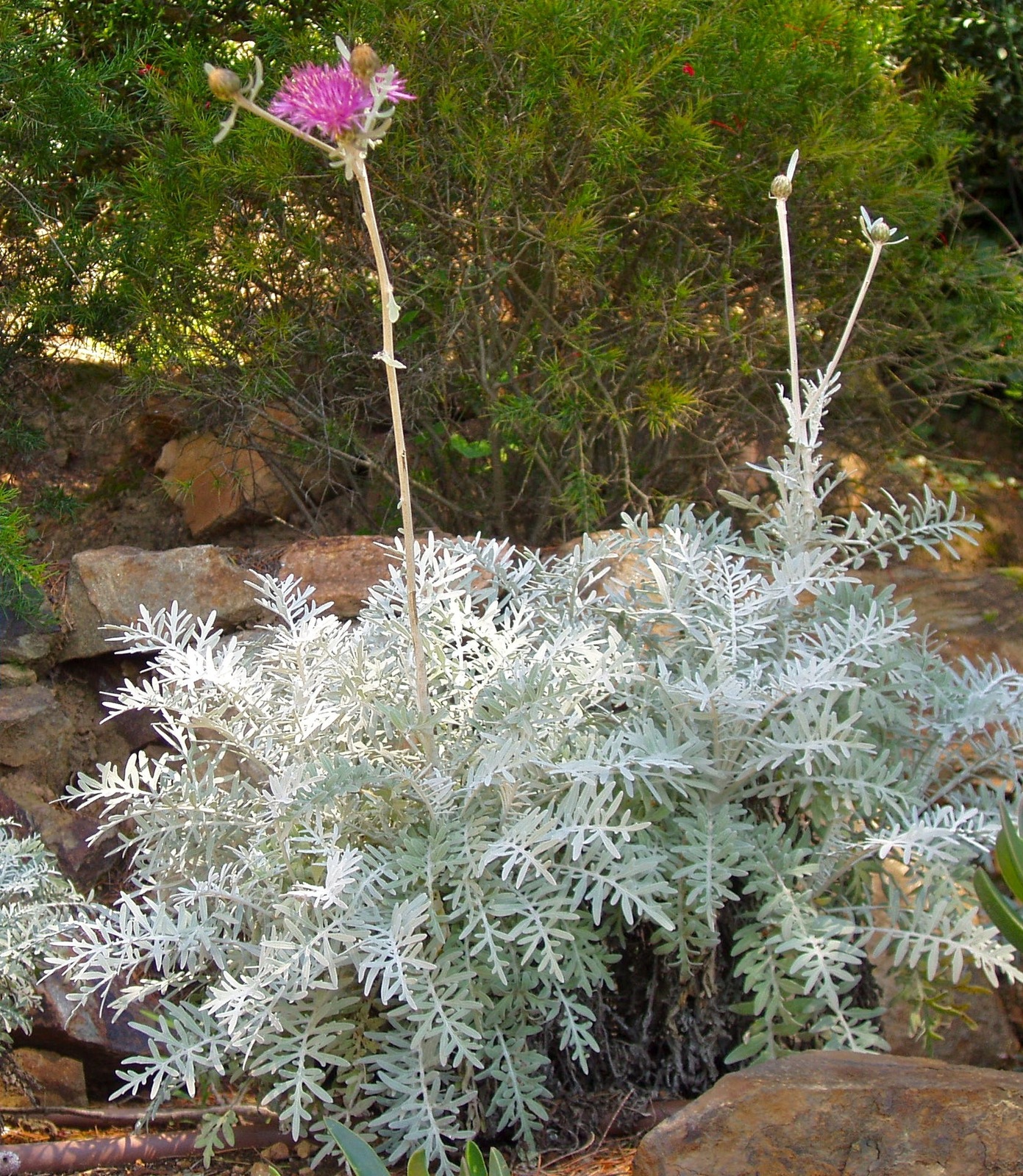Centaurea_04.jpg