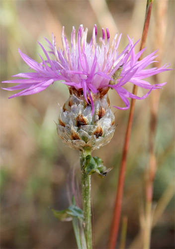 Centaurea_alba.JPG