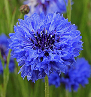 centaurea_blue_diadem_single.jpg