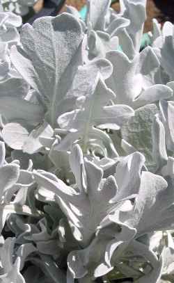 Centaurea_cineraria.jpg