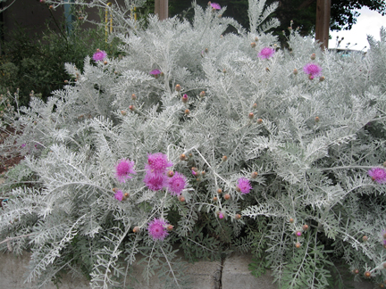 centaurea_gymnocarpa.jpg