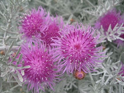 centaurea_gymnocarpa2.jpg