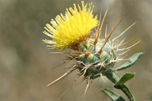 Centaurea_melitensis.JPG