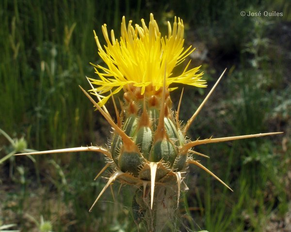 Centaurea_ornata2.jpg