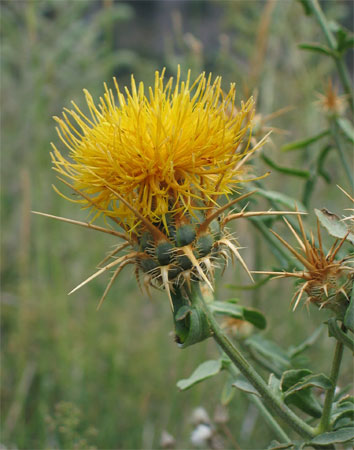 Centaurea_ornata_ornata.jpg