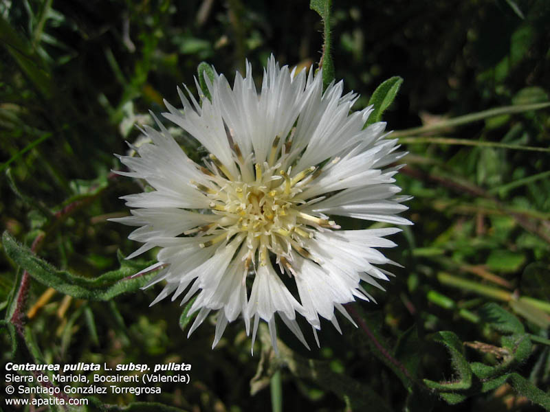 Centaurea_pullata_subsp_pullata_5.jpg