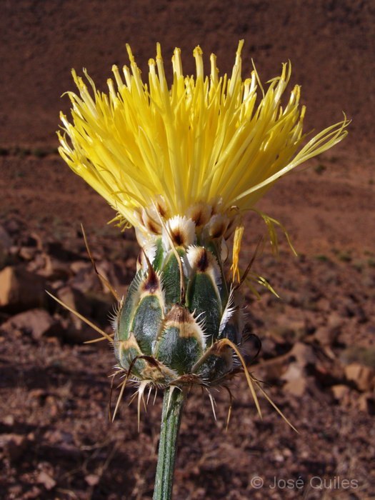 Centaurea_saharae.jpg