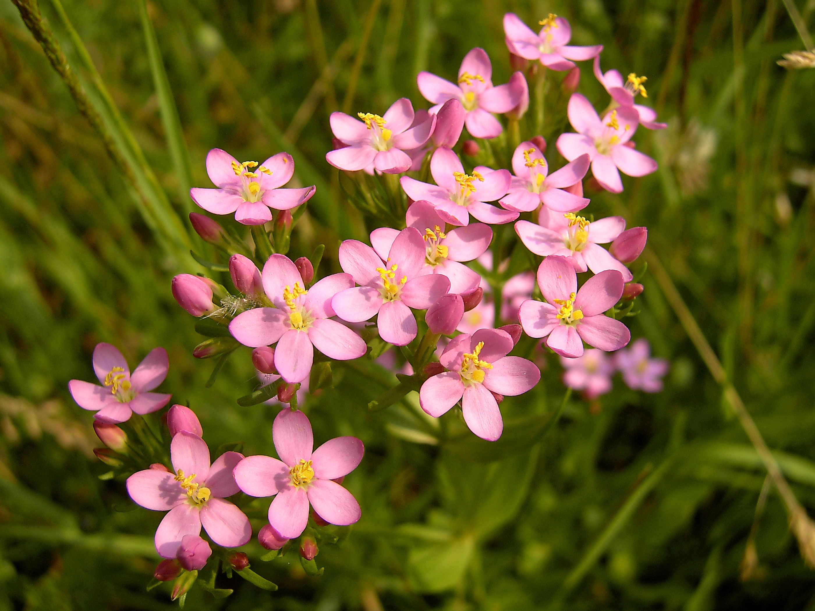 Centaurium_erythraea_(flowers).jpg
