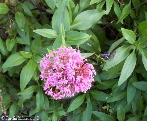 centranthus99.jpg