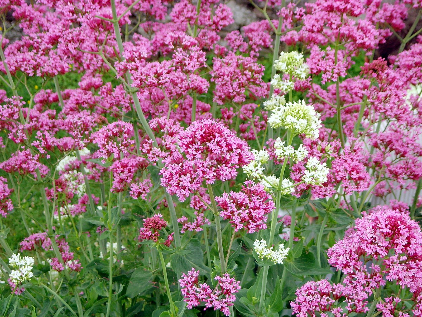Centranthus_ruber_1.JPG