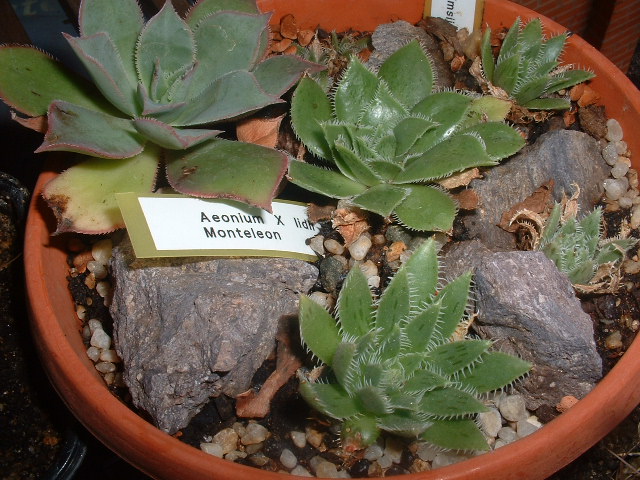 Centro%20de%20Aeonium%20simsii%20y%20Aeonium%20x%20lidii%2018%20%80~0.JPG