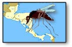 centro-america-dengue.jpg