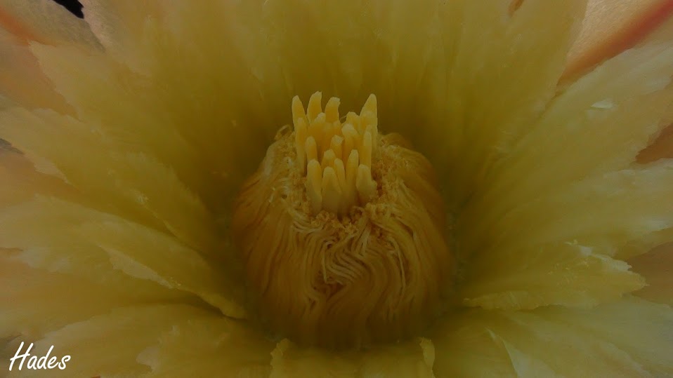 centro+flor.jpg