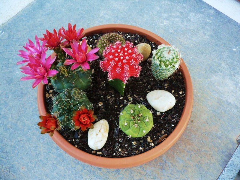 Centro_de_Cactus_by_kaephre.jpg