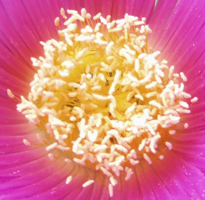 centroflorcarpobrotus_zps8f913ed2.jpg