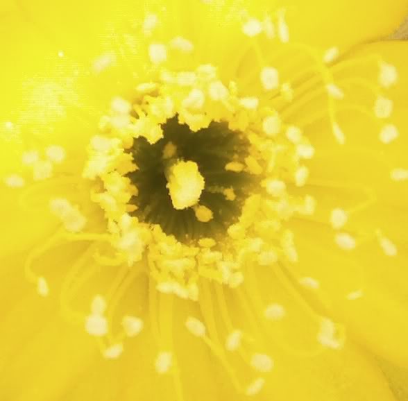 centroflordelobivia.jpg