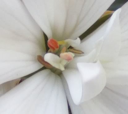 centrogeranioblanco3.jpg