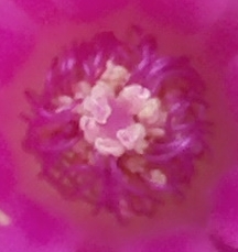 centromammillariahahnniana.jpg