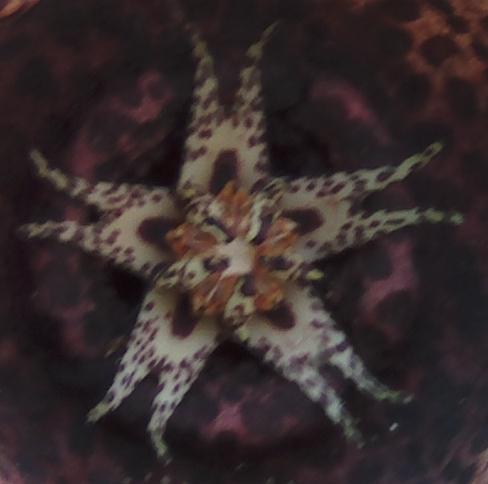 centroorbeanueva2.jpg
