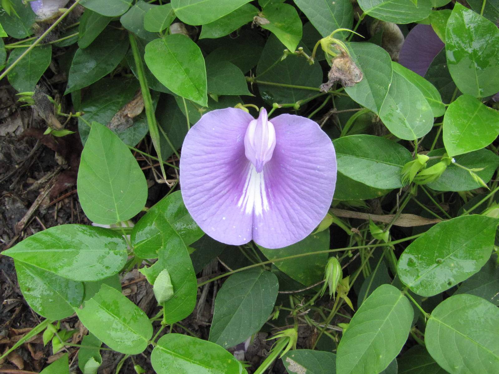 Centrosema_virginianum_flower,_Bot_garden_Aug_11_2012_007_web.jpg