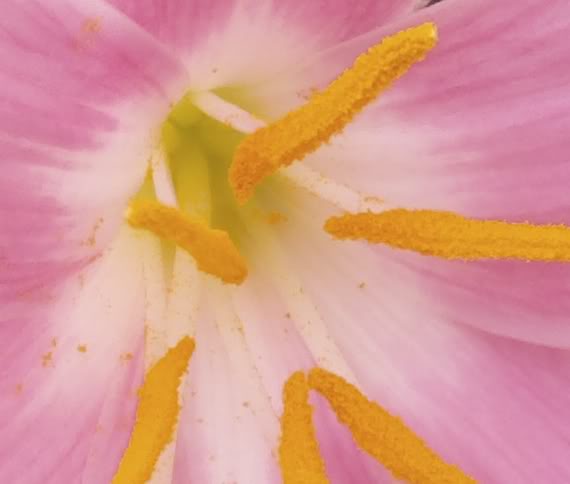 centrozephyranthes-1.jpg