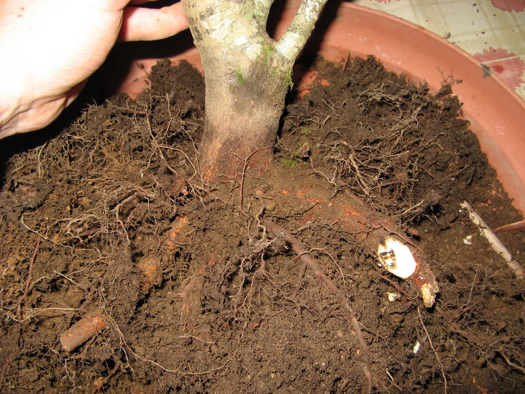 cep3.jpg