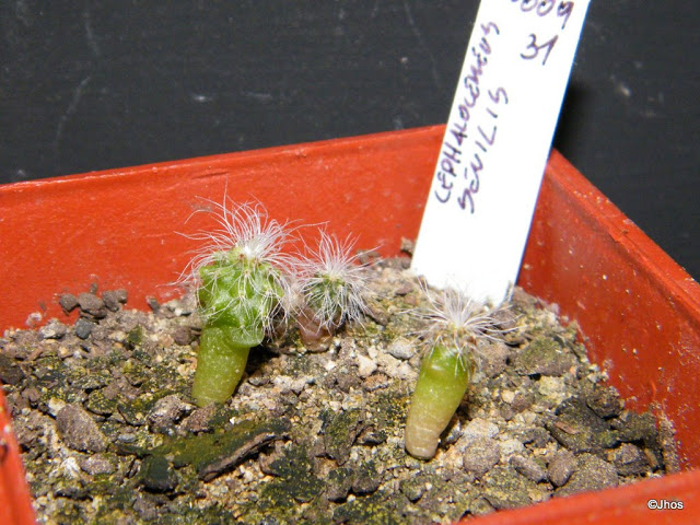 Cephalocereus%20Senilis%20031%2020091126.jpg