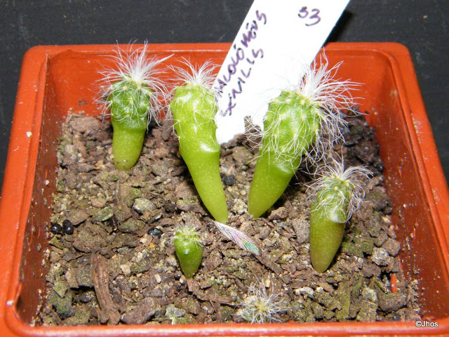 Cephalocereus%20Senilis%20033%2020091126.jpg