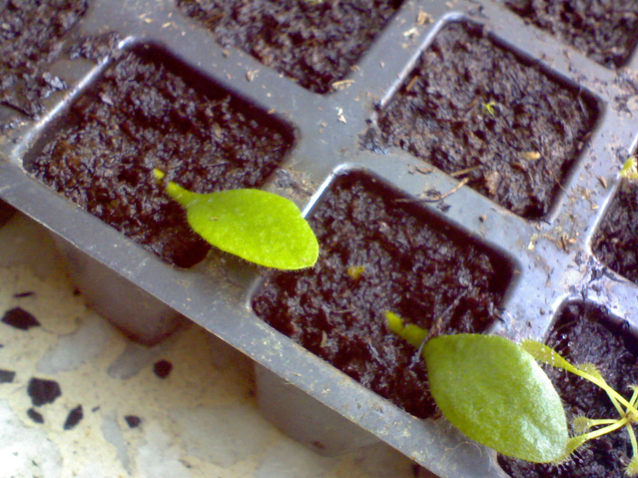 Cephalotus%201.jpg