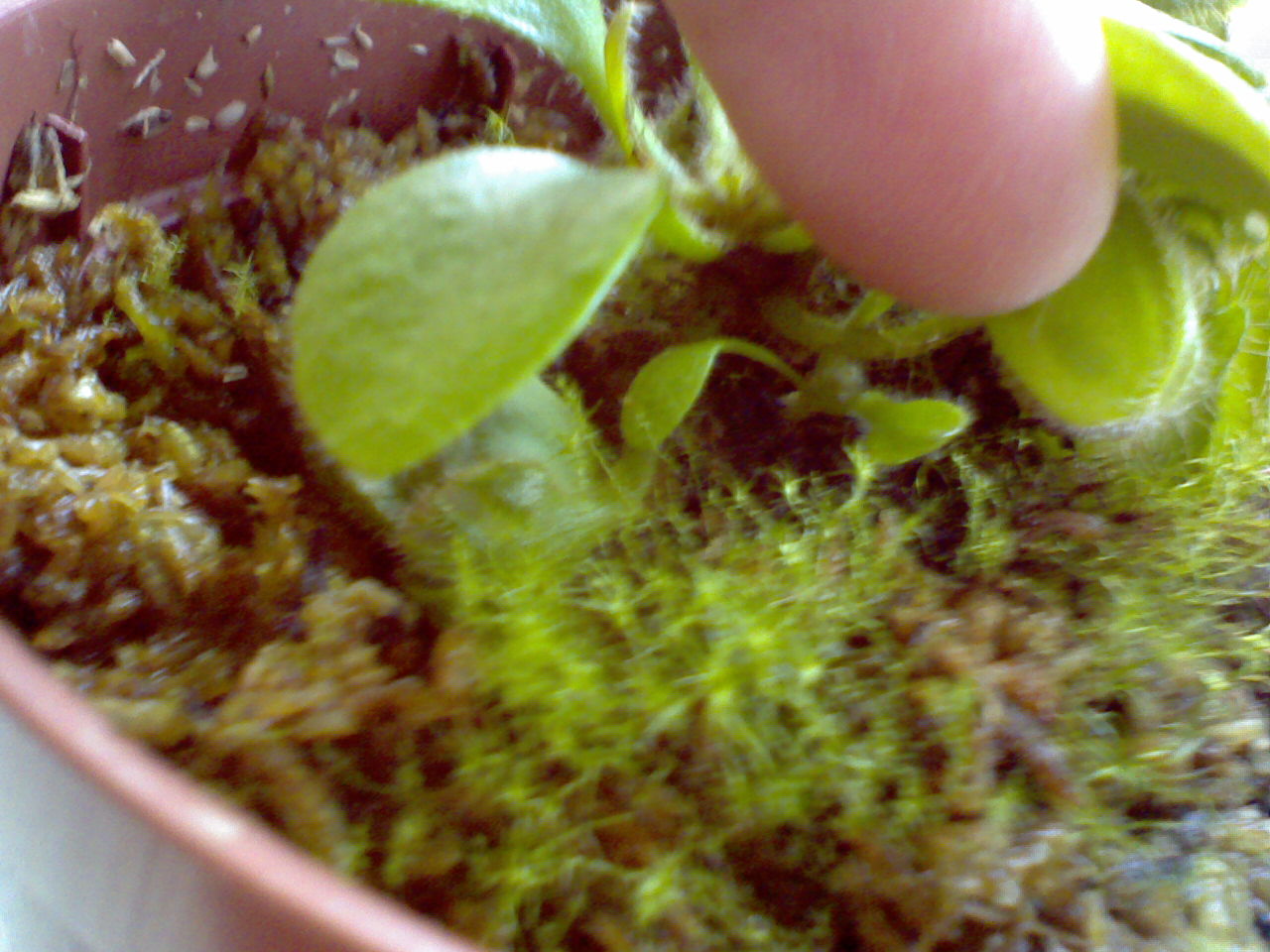 Cephalotus%202.jpg