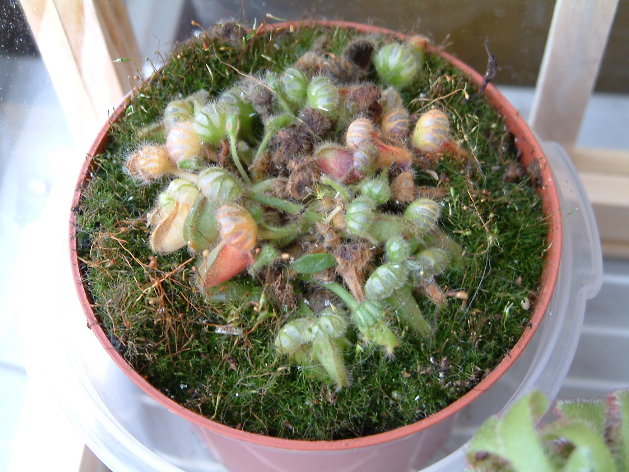 Cephalotus%20Follicularis1.JPG