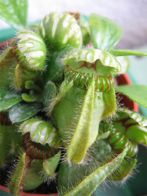 Cephalotus%7E0.jpg