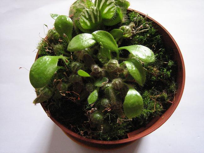 Cephalotus%7E1.JPG
