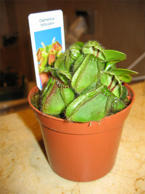 Cephalotus-follicularis-01.jpg
