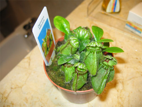 Cephalotus-follicularis-02.jpg
