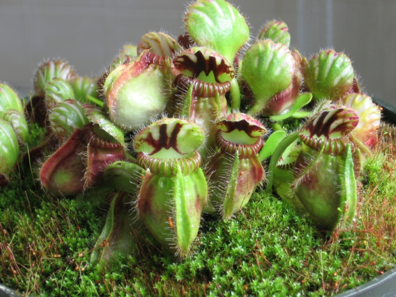 Cephalotus.jpg