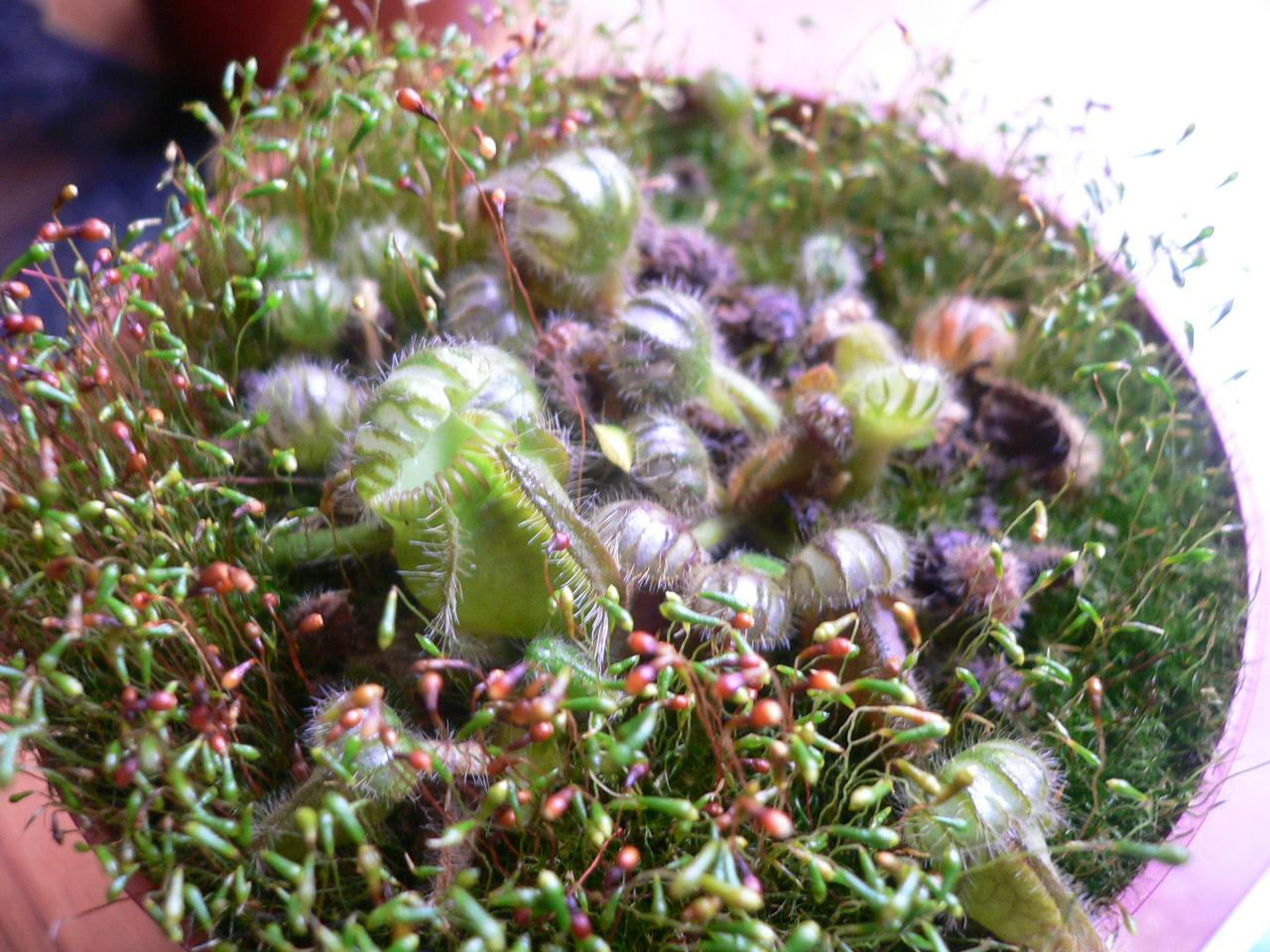 Cephalotus.JPG