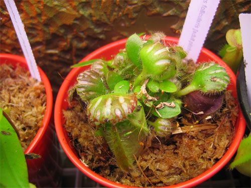 Cephalotus-Wistuba.jpg