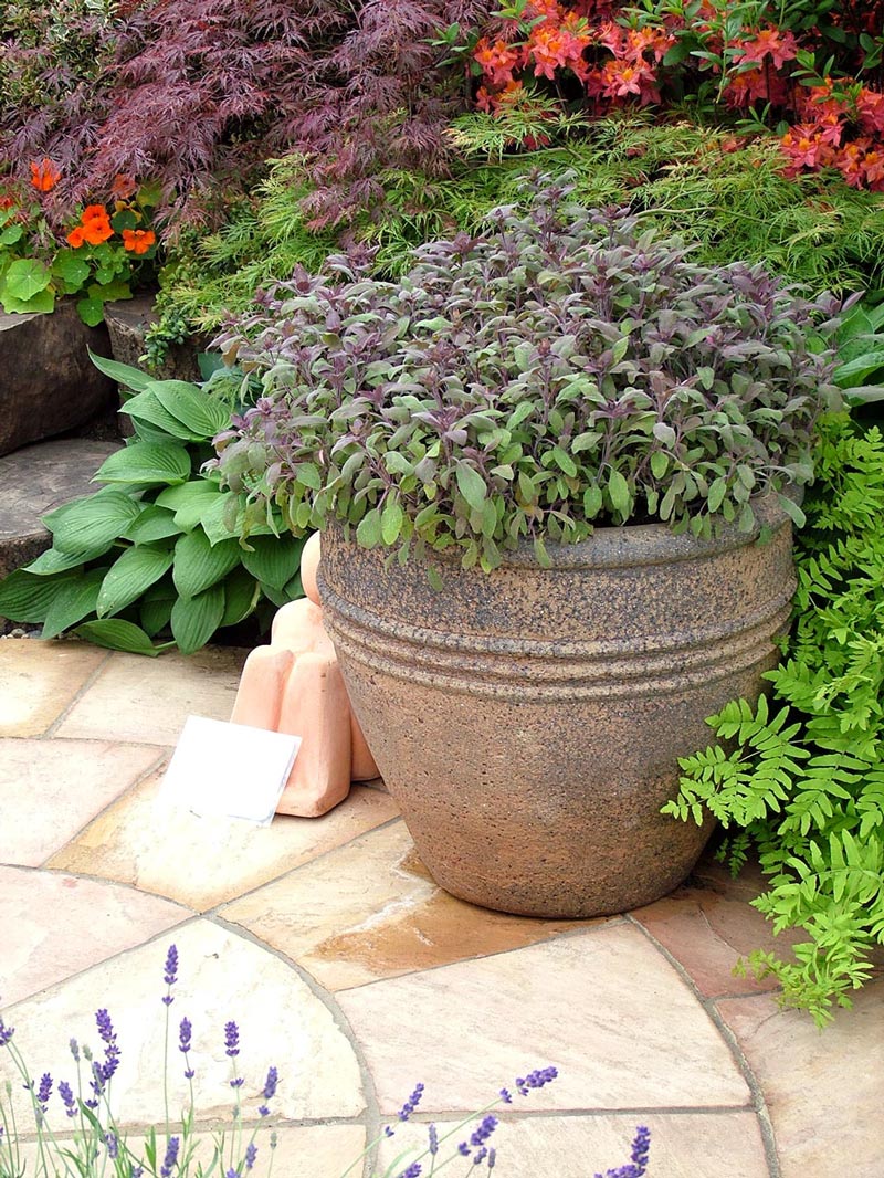 ceramic-pot-plant.jpg