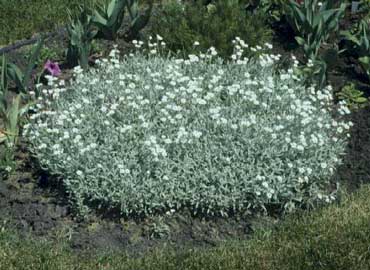 cerastium-tomentosum.jpg