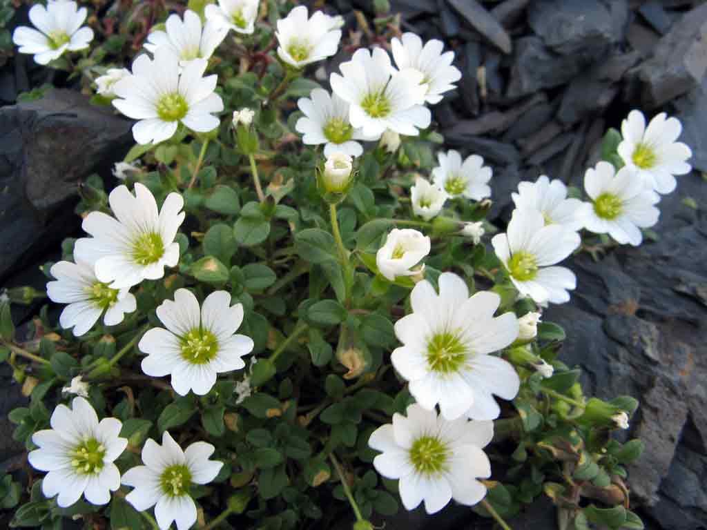 Cerastium_kazbek.jpg