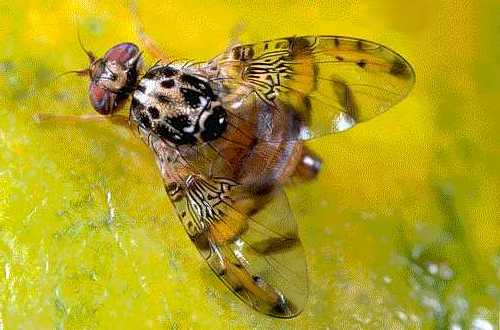 ceratitiscapitata2.jpg