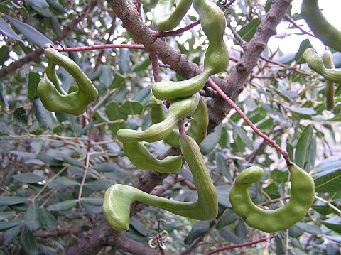 ceratonia_siliqua.JPG