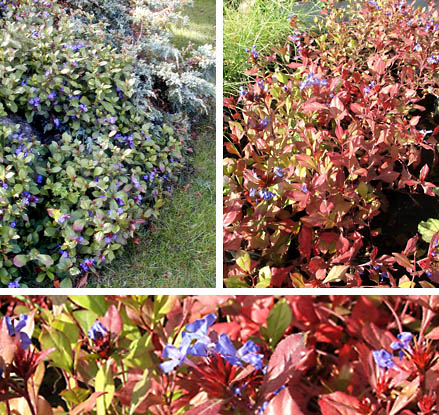 Ceratostigma%20plumbaginoides.jpg